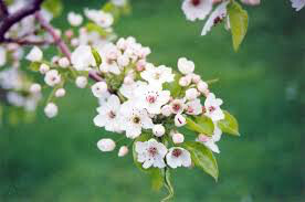 Pyrus communis &#39;Luscious&#39; 10 gal