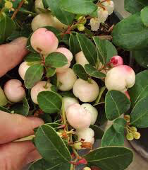 Gaultheria procumbens 'Peppermint Pearl' 1 gal