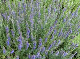 Organic Hyssopus officinalis &#39;Blue&#39; 1 gal