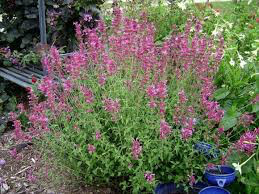 Organic Hyssopus officinalis &#39;Pink&#39; 1 gal