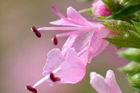 Organic Hyssopus officinalis &#39;Pink&#39; 1 gal
