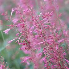 Organic Hyssopus officinalis &#39;Pink&#39; 1 gal