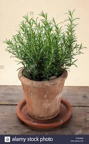 Rosamarinus Officinalis &#39;Salem&#39; (1 Gal)