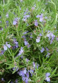 Rosamarinus Officinalis &#39;Salem&#39; (1 Gal)