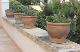 Rosamarinus Officinalis &#39;Salem&#39; (1 Gal)