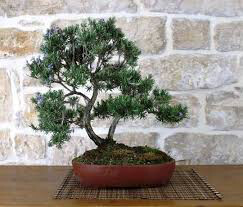 Rosamarinus Officinalis &#39;Salem&#39; (1 Gal)
