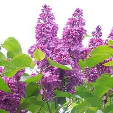 lilac Syringa x hyacinthiflora &#39;Scentara Double Blue&#39; 3 gal