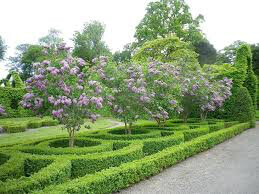 Lilac Syringa vulgaris 'Sensation' 3 gal