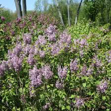 lilac Syringa x hyacinthiflora &#39;Scentara Double Blue&#39; 3 gal