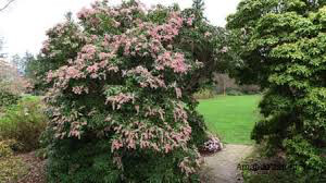 Andromeda Pieris japonica &#39;Valley Valentine&#39; 3 gal