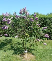 Lilac Syringa vulgaris &#39;Sensation&#39; 3 gal