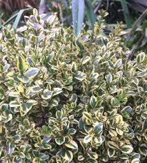 boxwood Buxus sinica &#39;Sunburst&#39; 2 gal