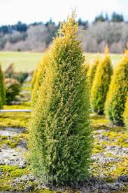 Juniperus communis &#39;Gold Cone&#39; 3 gal