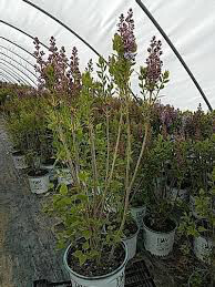 lilac Syringa x hyacinthiflora &#39;Scentara Double Blue&#39; 3 gal