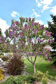Lilac Syringa vulgaris &#39;Sensation&#39; 3 gal