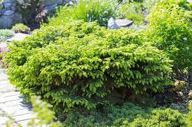 spruce birds nest Picea abies &#39;Nidiformis&#39; 3 gal