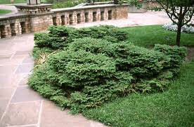 spruce birds nest Picea abies &#39;Nidiformis&#39; 3 gal