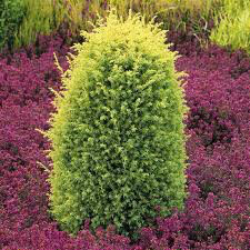 Juniperus communis &#39;Gold Cone&#39; 3 gal