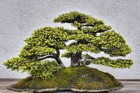 spruce birds nest Picea abies &#39;Nidiformis&#39; 3 gal