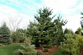 Pinus parviflora &#39;Glauca&#39; 10 gal