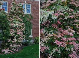 Andromeda Pieris japonica &#39;Valley Valentine&#39; 3 gal