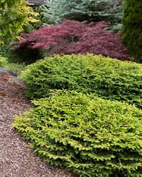 spruce birds nest Picea abies 'Nidiformis' 3 gal