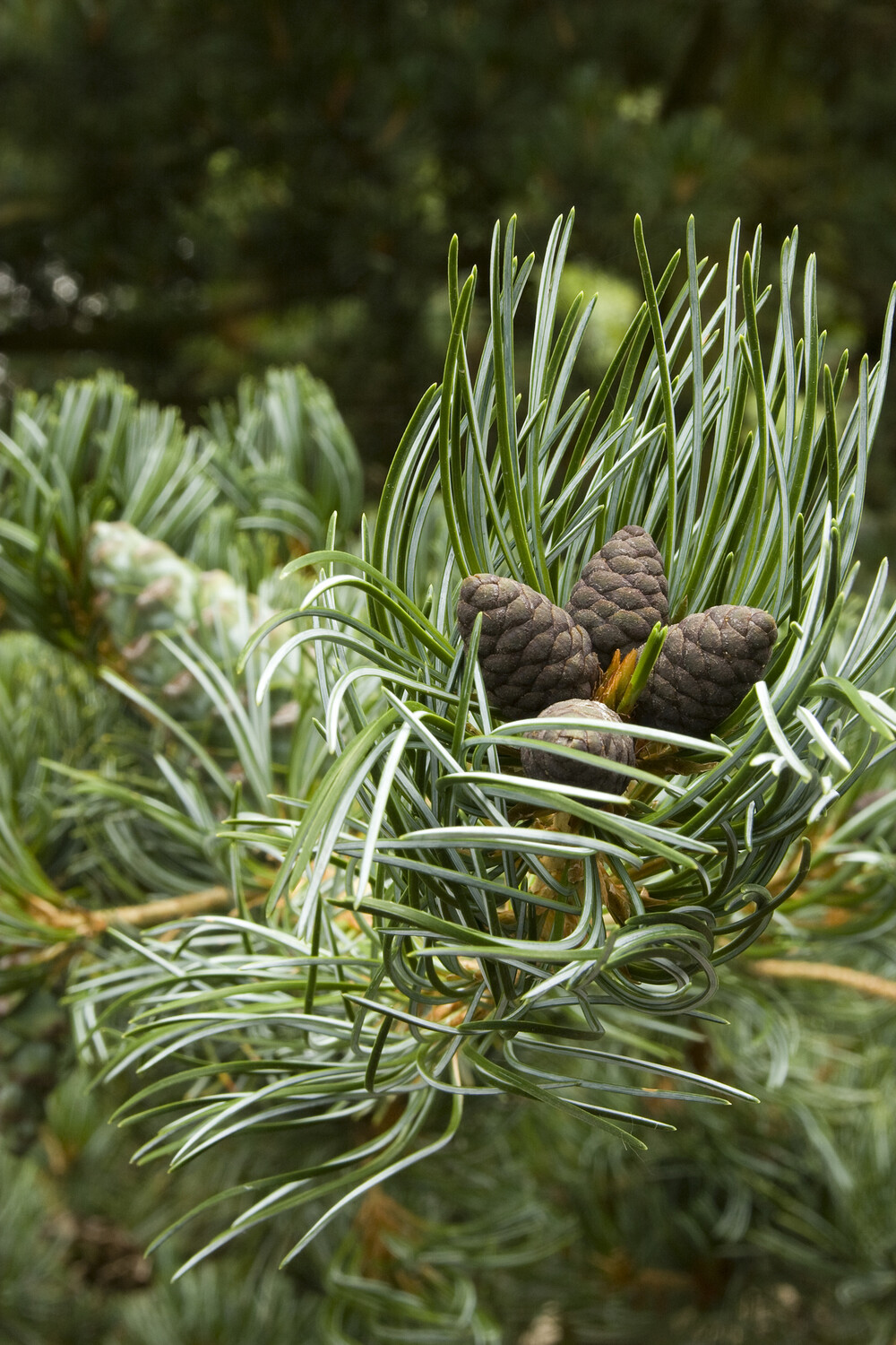 Pinus parviflora &#39;Glauca&#39; 10 gal