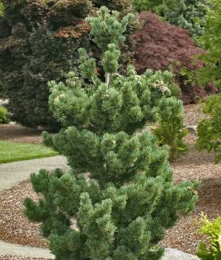 Pinus parviflora &#39;Glauca&#39; 10 gal
