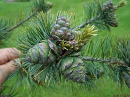 Pinus parviflora &#39;Glauca&#39; 10 gal