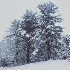 Pinus strobus 4 ft