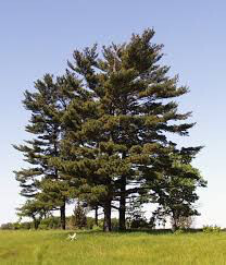 Pinus strobus 4 ft