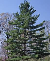Pinus strobus 4 ft