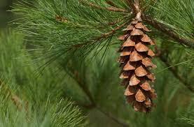 Pinus strobus 4 ft