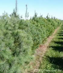 Pinus strobus 4 ft