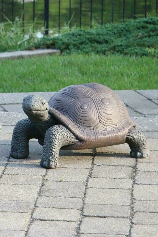 Large Tortoise