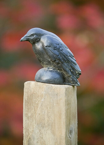 Small Raven (TN)