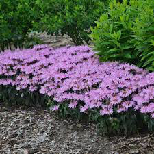 Monarda &#39;Leading Lady Plum&#39; 1 gal