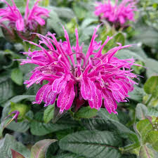 Monarda &#39;Leading Lady Plum&#39; 1 gal