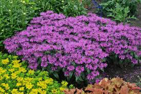 Monarda 'Leading Lady Plum' 1 gal