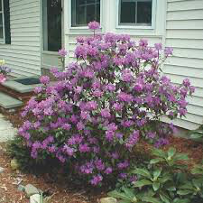 Rhododendron &#39;PJM Elite&#39; 10 gal