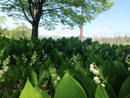 Lily of the Valley Convallaria majalis 1 gal