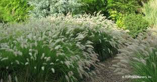 Pennisetum alopecuroides &quot;Dwarf Fountain Grass&quot; (1 Gal)