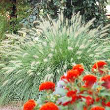Pennisetum alopecuroides &quot;Dwarf Fountain Grass&quot; (1 Gal)