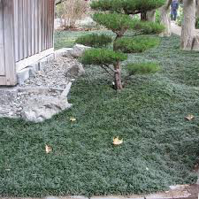 Ophiopogon Janponicus - Common Mondo Grass 1 gal.