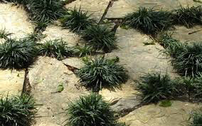 Ophiopogon Janponicus - Common Mondo Grass 1 gal.