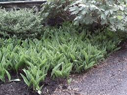 Lily of the Valley Convallaria majalis 1 gal