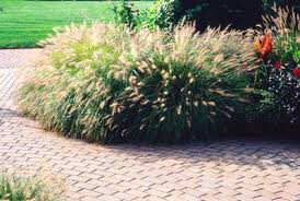 Pennisetum alopecuroides &quot;Dwarf Fountain Grass&quot; (1 Gal)