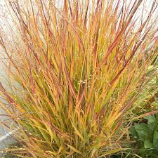 PANICUM VIRGATUM `RUBY RIBBONS` 2 gal.