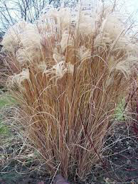 Miscanthus Sinensis &#39;Morning Light&#39; 2 gal.