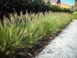 Pennisetum Aloprcuroides &#39;Hameln&#39; 1 gal.